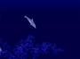 Ecco the Dolphin PC Digital screenshot 1
