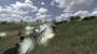 Mount & Blade: Warband - Napoleonic Wars PC Digital screenshot 4